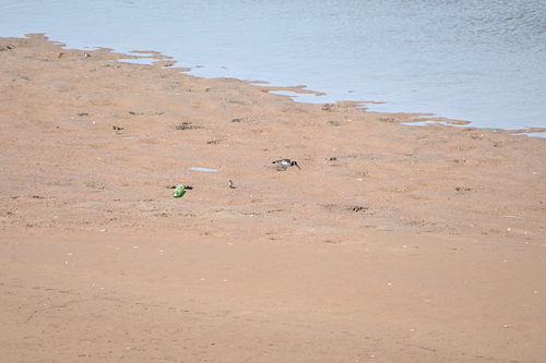 Eurasian Oystercatcher