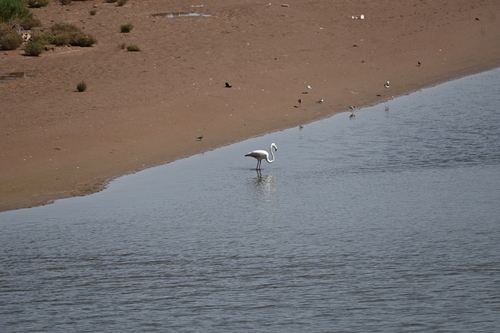 Greater Flamingo
