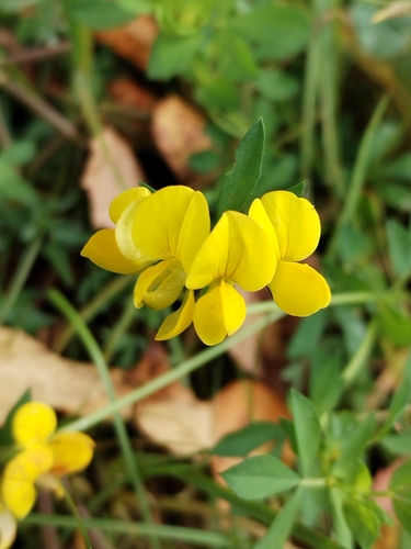 bird's-foot trefoil