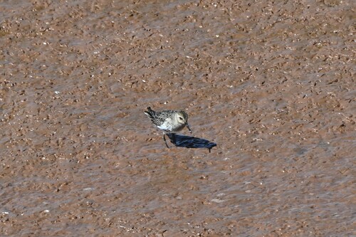 Dunlin