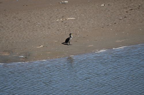 Great Cormorant