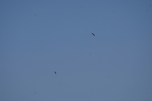 Osprey