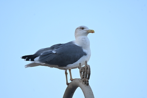 Yellow-legged Gull