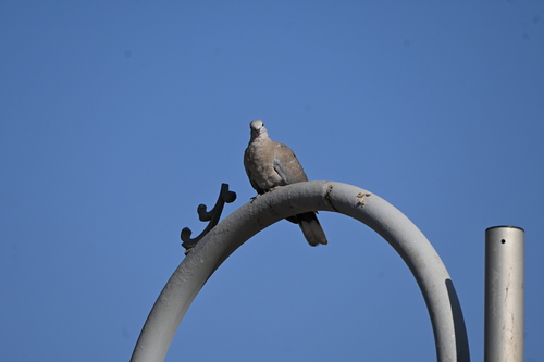 Eurasian Collared-Dove