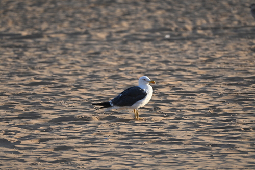 Lesser Black-backed Gull