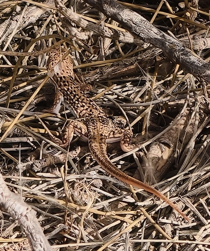 Acanthodactylus margaritae