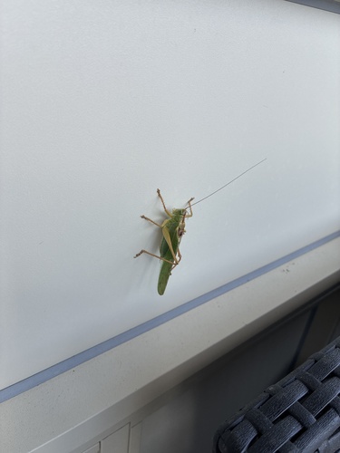 Great Green Bush-cricket