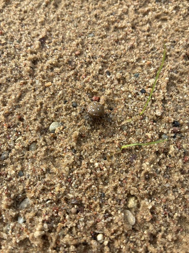 Four-spot Orbweaver