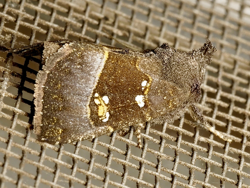 Stalk Borer Moth
