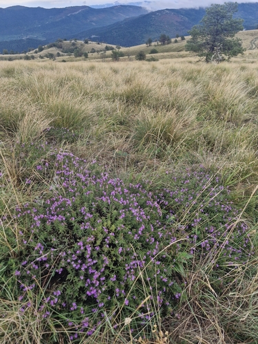 Satureja subspicata