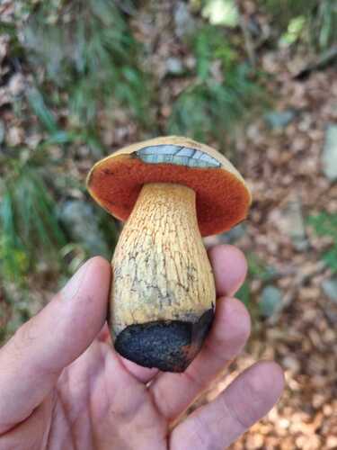 Lurid Bolete