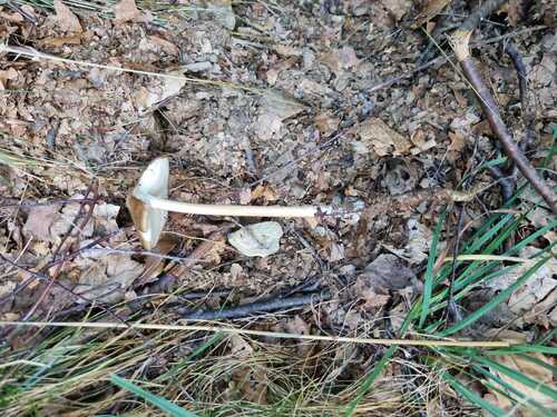 rooting shank