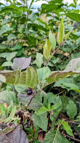 Deadly Nightshade