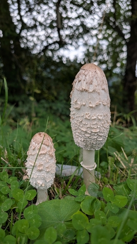 Shaggy Mane