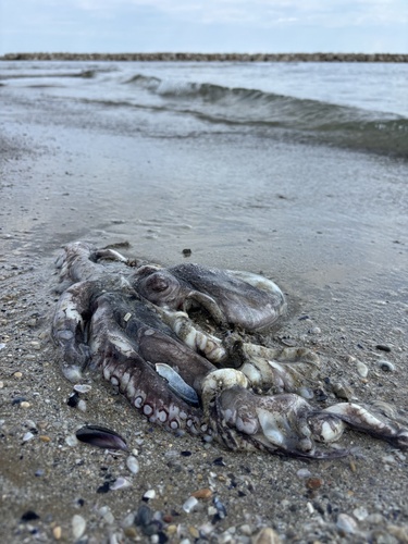 Common Octopus
