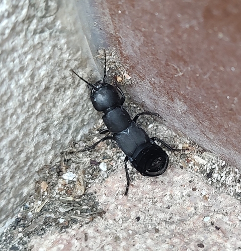 Devil's Coach Horse Beetle
