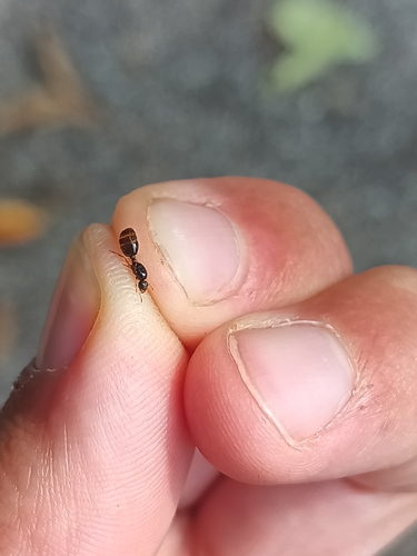 Common European Thief Ant