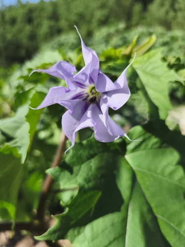 jimsonweed