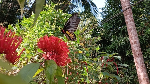 Southern Birdwing
