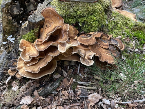 Giant Polypore