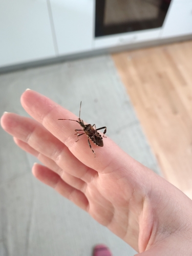 Western Conifer Seed Bug