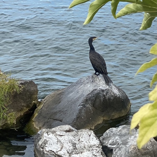 Great Cormorant