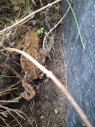 European Toad