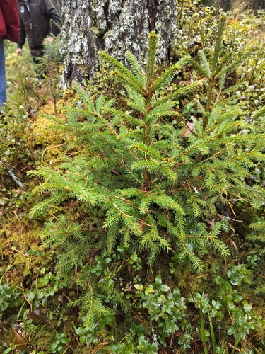 Norway spruce