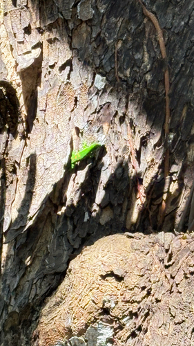 Madagascar Giant Day Gecko