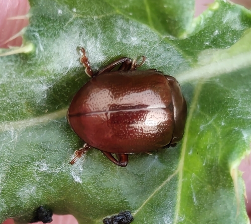 brown leaf beetle
