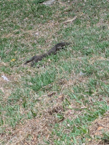 Indomalayan Water Monitor