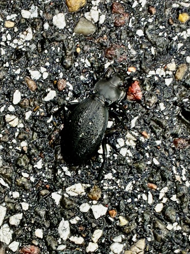 Leather Beetle