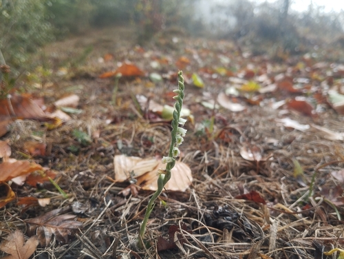Autumn Ladies' Tresses
