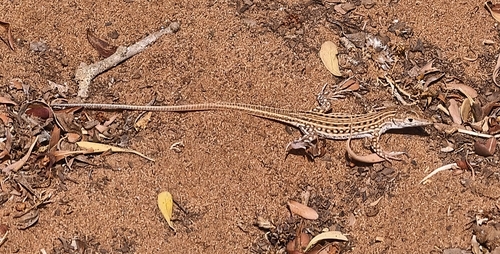 Acanthodactylus margaritae