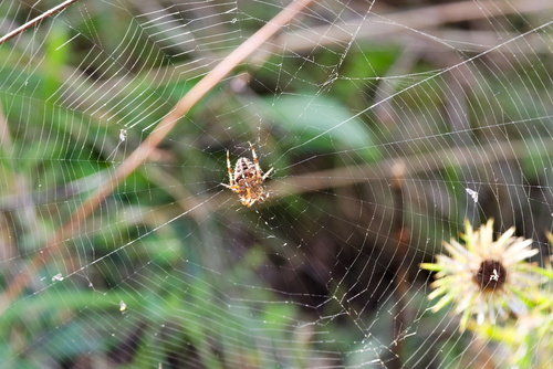Cross Orbweaver