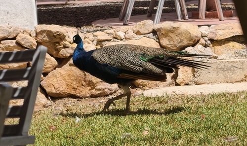 Indian Peafowl
