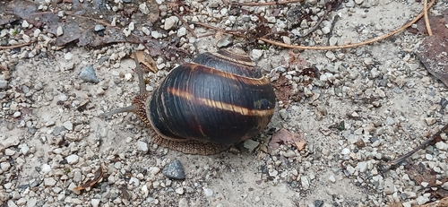 Turkish Snail