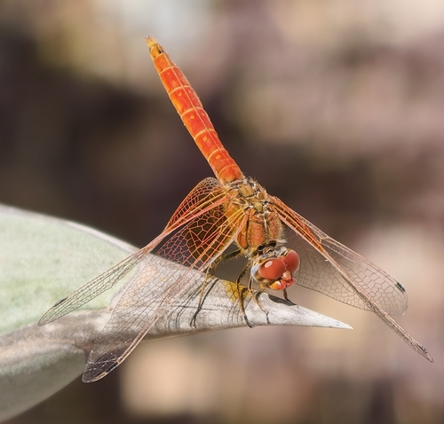 Orange-winged Dropwing
