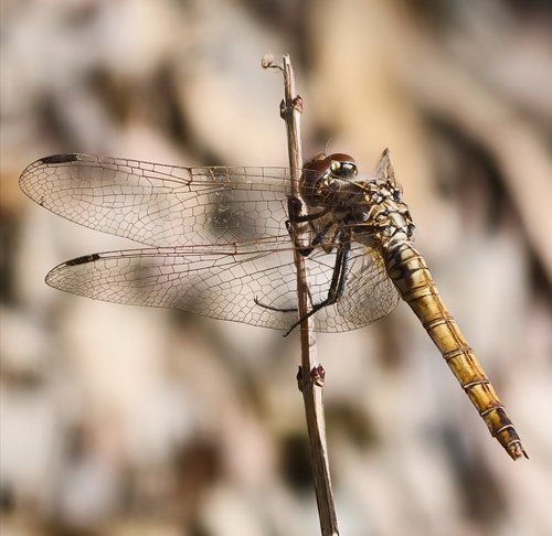 Violet Dropwing