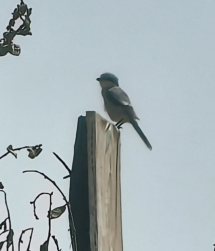 Great Gray Shrike