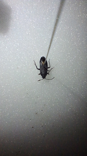 Aphanus rolandri