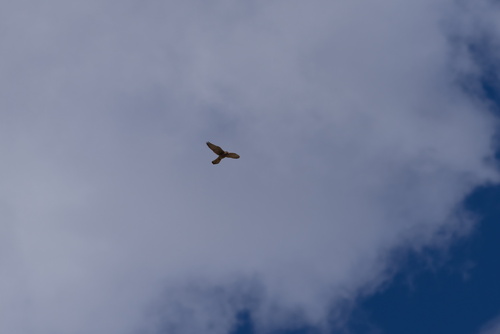 Eurasian Kestrel
