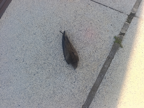 Common Swift