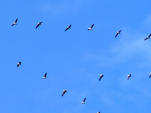 Common Crane