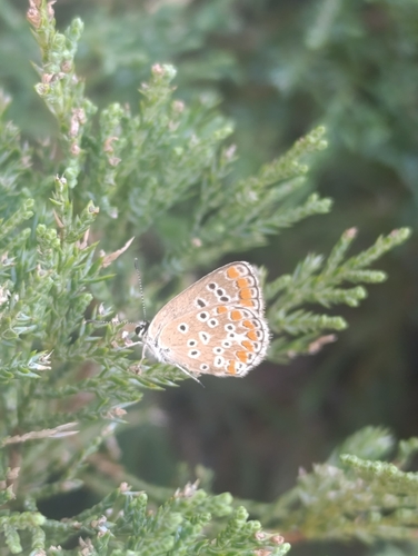 Common Blue