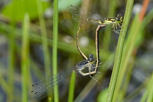 Fragile Forktail