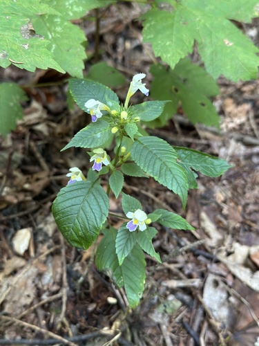 Large-flowered Hemp-nettle
