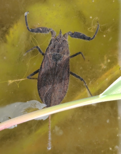 Eurasian Water Scorpion