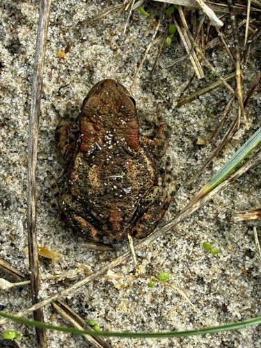European Toad