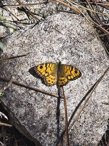 Wall Brown